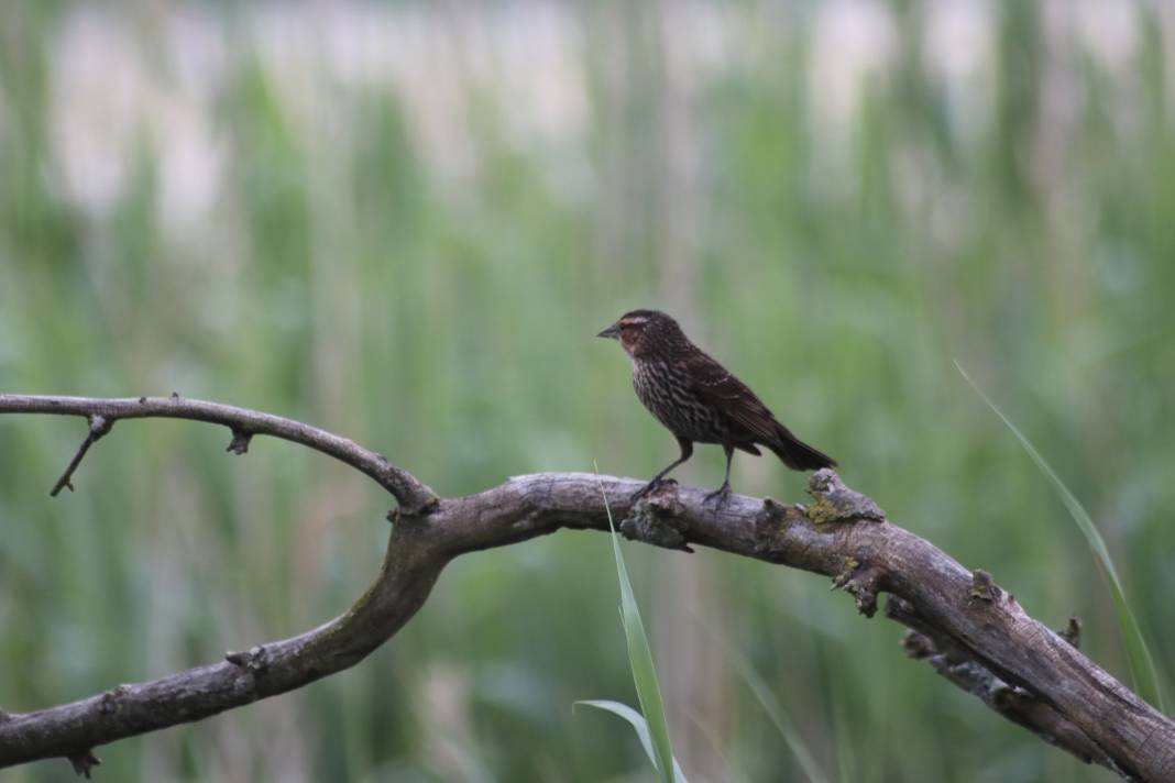 Yürüyüş yolundaki kuşlar böyle görüntülendi - Resim: 2